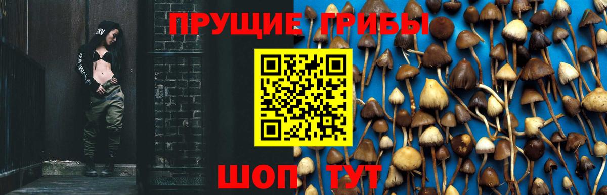 Галлюциногенные грибы Psilocybe Сегежа